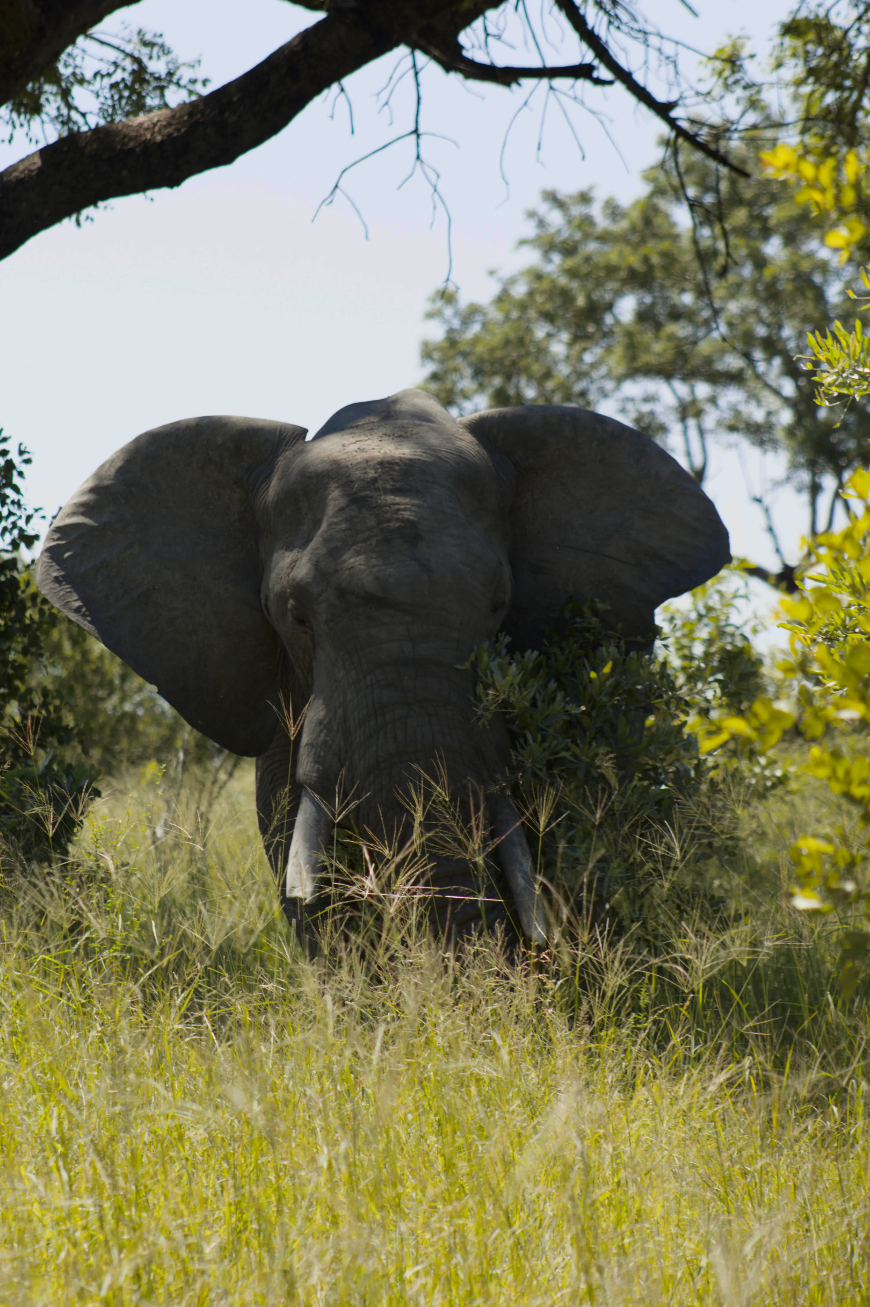 Kruger National Park - South Africa, 2026