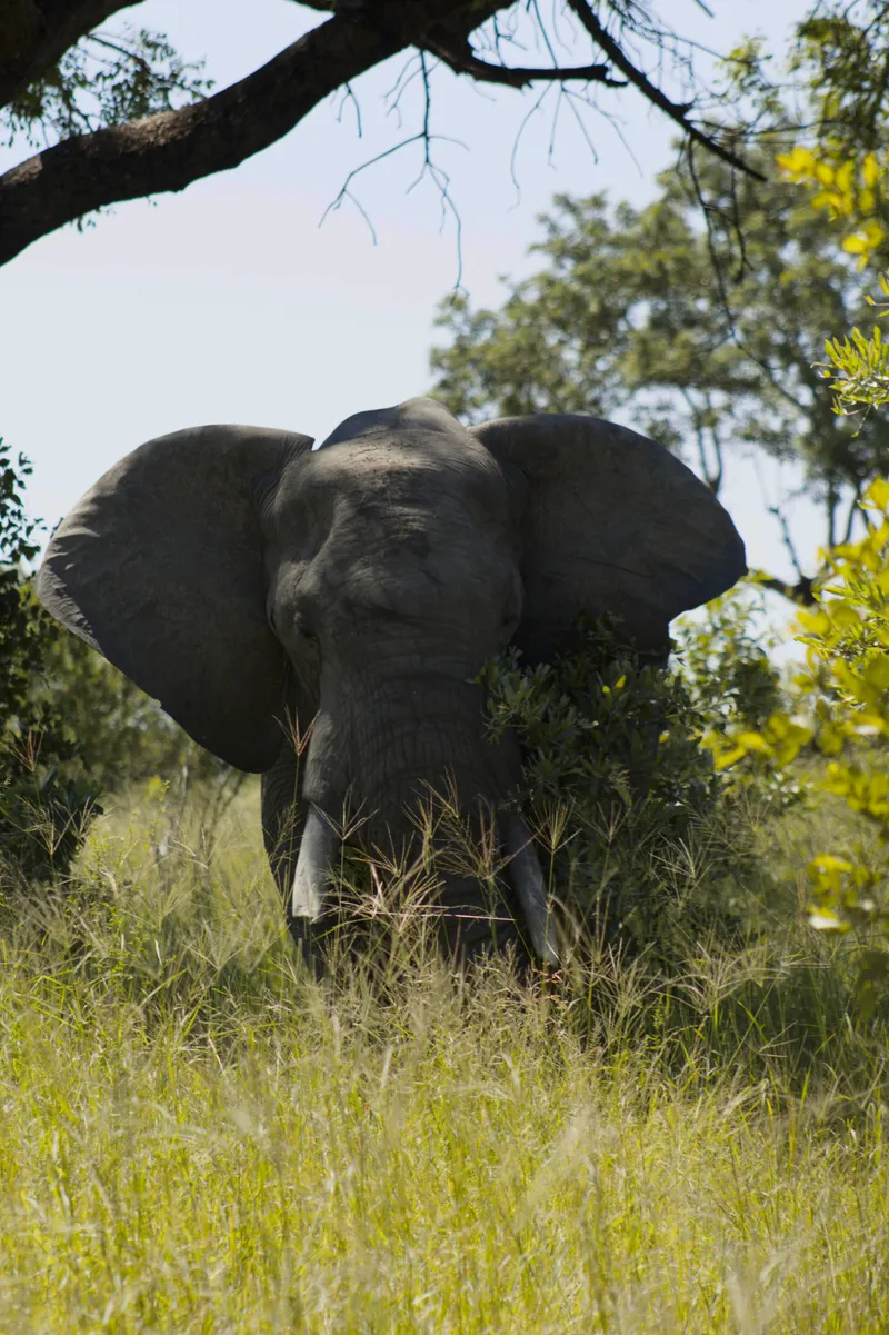 Kruger National Park