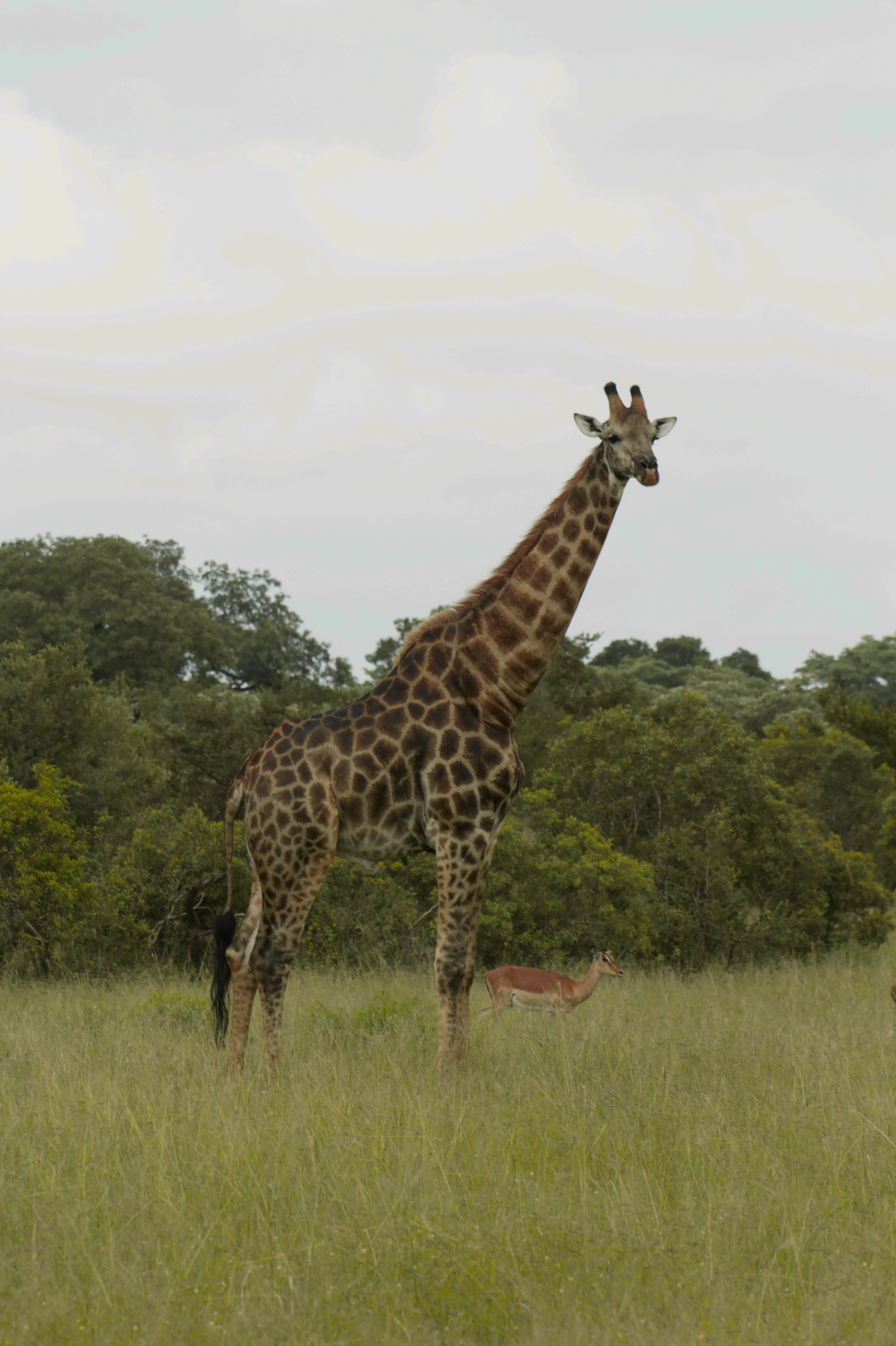 Kruger National Park - South Africa, 2026