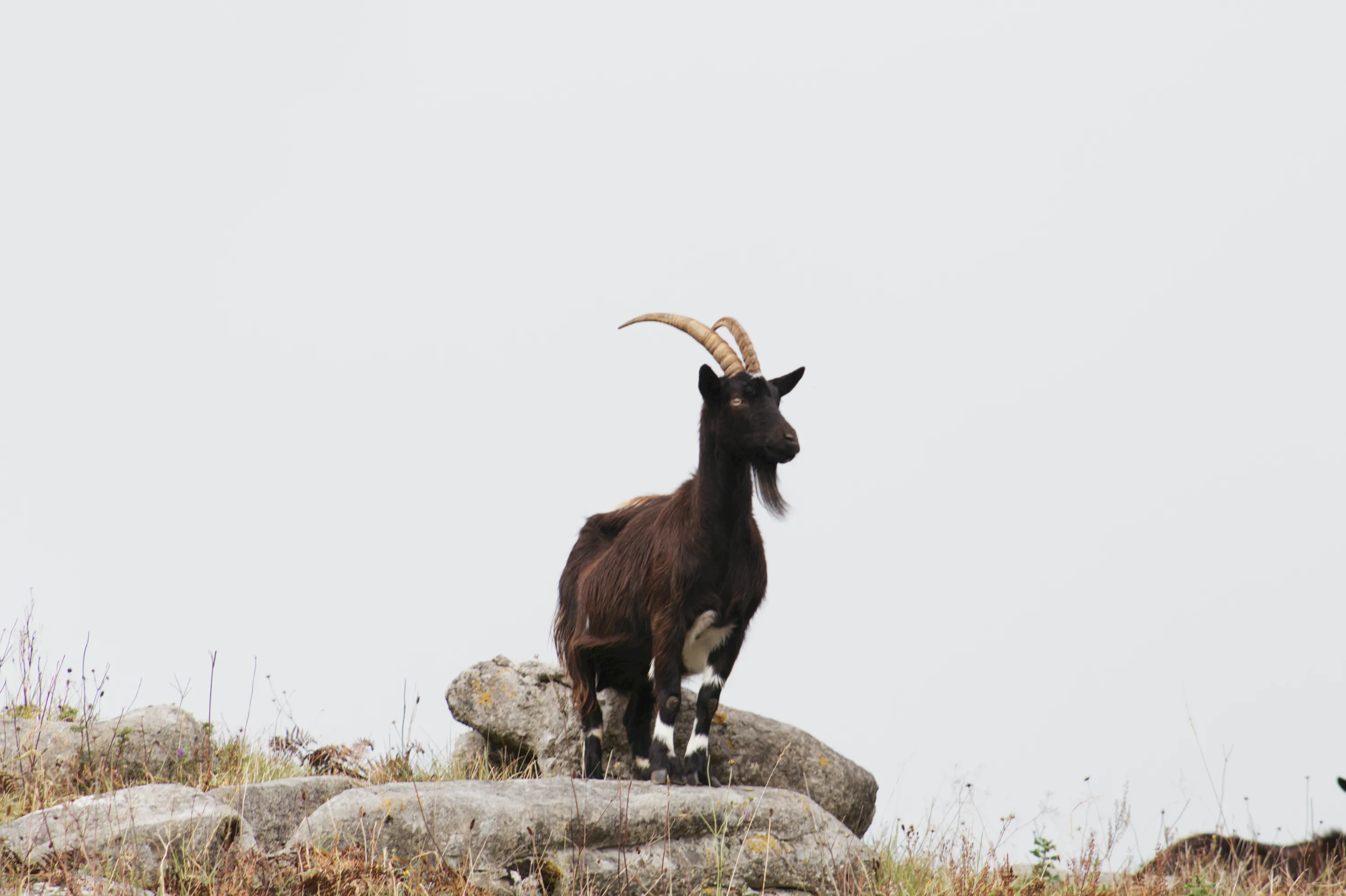 Cliffs of moher - Ireland, 2025